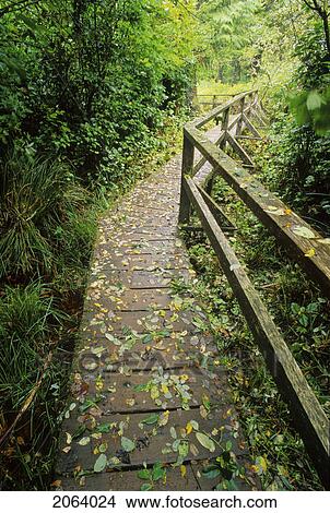 Wood Walkway Covered In Leaves Leads To The Rainforest, Pacific Rim National Park View Large Photo Image Picture - Wood Walkway Covered In Leaves Leads To The Rainforest, Pacific Rim National Park. Fotosearch