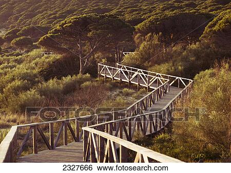 Stock Photograph - Wooden pathway; Bolonia tarifa costa de la luz cadiz andalusia spain. Fotosearch