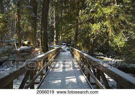 Wooden Walkway With Light Dusting Of Snow, Cathedral Grove In Macmillan Provincial Park, Near Port Alberni, Vancouver Island, Bc View Large Photo Image Stock Photo - Wooden Walkway With Light Dusting Of Snow, Cathedral Grove In Macmillan Provincial Park, Near Port Alberni, Vancouver Island, Bc. Fotosearch