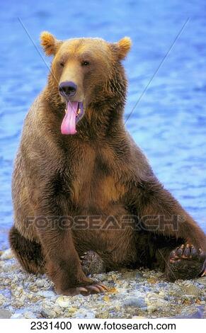 Stock Image - Yawning grizzly bear sitting by water's edge; Alaska united states of america. Fotosearch
