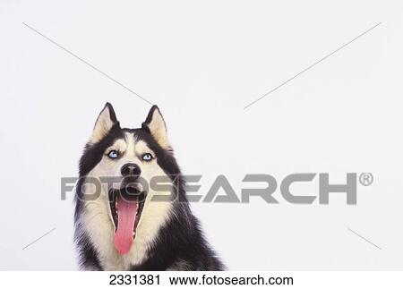 Stock Image - Yawning siberian husky; British columbia canada. Fotosearch