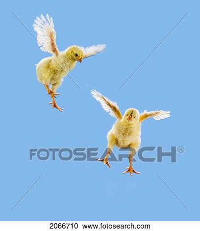 Yellow Chick. Baby Chicken. 'flying'. View Large Photo Image Stock Image - Yellow Chick. Baby Chicken. 'flying'.. Fotosearch