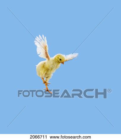 Yellow Chick. Baby Chicken. 'flying'. View Large Photo Image Stock Image - Yellow Chick. Baby Chicken. 'flying'.. Fotosearch