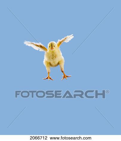 Yellow Chick. Baby Chicken. 'flying'. View Large Photo Image Stock Image - Yellow Chick. Baby Chicken. 'flying'.. Fotosearch