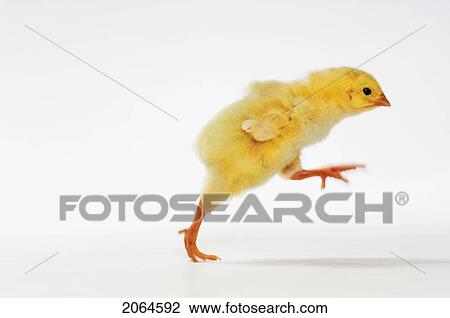 Stock Image - Yellow Chick. Baby Chicken.. Fotosearch