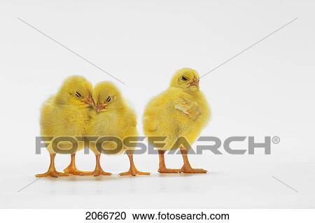 Yellow Chicks. Baby Chickens. View Large Photo Image Stock Image - Yellow Chicks. Baby Chickens.. Fotosearch