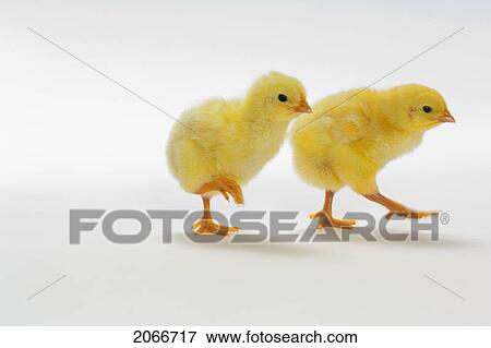 Yellow Chicks. Baby Chickens. View Large Photo Image Stock Photo - Yellow Chicks. Baby Chickens.. Fotosearch