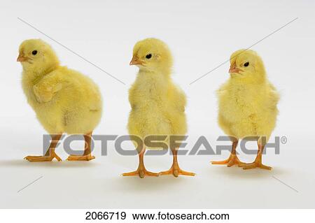 Yellow Chicks. Baby Chickens. View Large Photo Image Stock Photo - Yellow Chicks. Baby Chickens.. Fotosearch