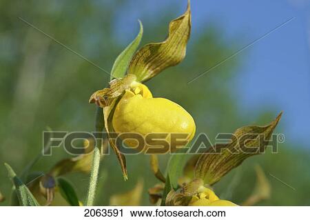Yellow Ladyslipper, A Wild Orchid Native To Manitoba; Canada, Manitoba, Erickson View Large Photo Image Stock Image - Yellow Ladyslipper, A Wild Orchid Native To Manitoba; Canada, Manitoba, Erickson. Fotosearch