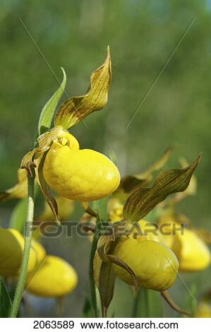 Yellow Ladyslipper, A Wild Orchid Native To Manitoba; Canada, Manitoba, Erickson View Large Photo Image Stock Photo - Yellow Ladyslipper, A Wild Orchid Native To Manitoba; Canada, Manitoba, Erickson. Fotosearch