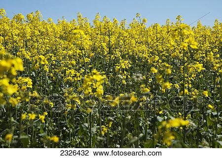 Yellow rapeseed flowers and blue sky; Happy valley coulsdon surrey england View Large Photo Image Stock Image - Yellow rapeseed flowers and blue sky; Happy valley coulsdon surrey england. Fotosearch