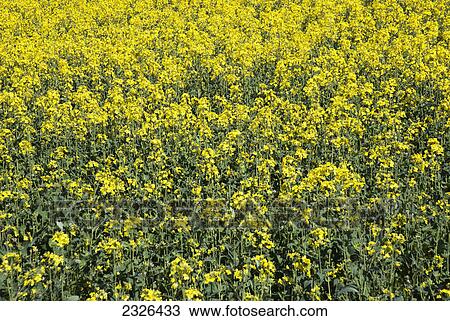 Yellow rapeseed flowers and blue sky; Happy valley coulsdon surrey england View Large Photo Image Stock Image - Yellow rapeseed flowers and blue sky; Happy valley coulsdon surrey england. Fotosearch
