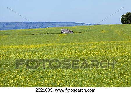 Stock Photo - Yellow wildflowers growing in a field with the brownhill dolmen; County carlow ireland. Fotosearch