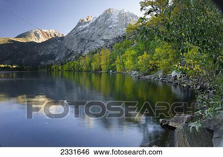 Yellowing aspens on edge of june lake mountains in background; California united states of america View Large Photo Image Stock Photograph - Yellowing aspens on edge of june lake mountains in background; California united states of america. Fotosearch