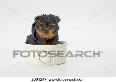 Yorkshire Terrier Dog Wearing A Black Hooded Sweatshirt Sitting In A Bowl View Large Photo Image Stock Photo - Yorkshire Terrier Dog Wearing A Black Hooded Sweatshirt Sitting In A Bowl. Fotosearch