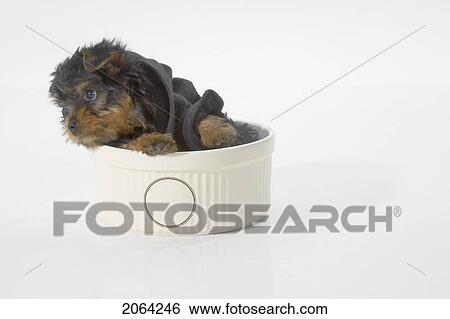 Yorkshire Terrier Dog Wearing A Black Hooded Sweatshirt Sitting In A Bowl View Large Photo Image Stock Photograph - Yorkshire Terrier Dog Wearing A Black Hooded Sweatshirt Sitting In A Bowl. Fotosearch
