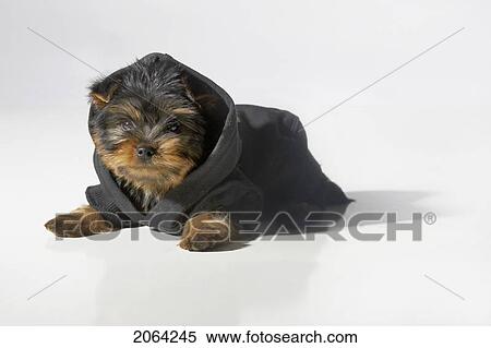 Stock Photography - Yorkshire Terrier Dog Wearing A Black Hooded Sweatshirt. Fotosearch