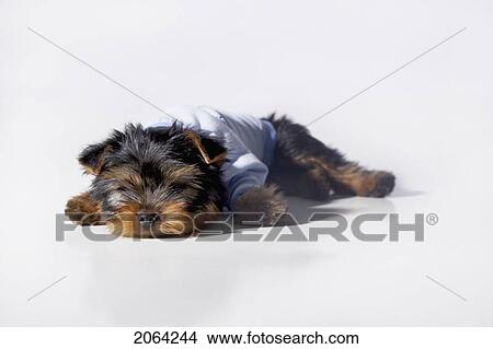 Yorkshire Terrier Dog Wearing A Blue Sweater Sleeping On The Floor View Large Photo Image Picture - Yorkshire Terrier Dog Wearing A Blue Sweater Sleeping On The Floor. Fotosearch
