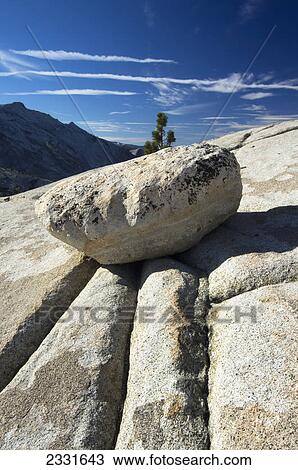 Yosemite national park olmstead point and pine tree; California united states of america View Large Photo Image Stock Image - Yosemite national park olmstead point and pine tree; California united states of america. Fotosearch