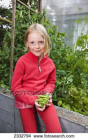 Young girl holding a lap full of organiclly grown Snap Peas, from of a raised bed garden, Anchorage, Southcentral Alaska, USA. View Large Photo Image Picture - Young girl holding a lap full of organiclly grown Snap Peas, from of a raised bed garden, Anchorage, Southcentral Alaska, USA.. Fotosearch