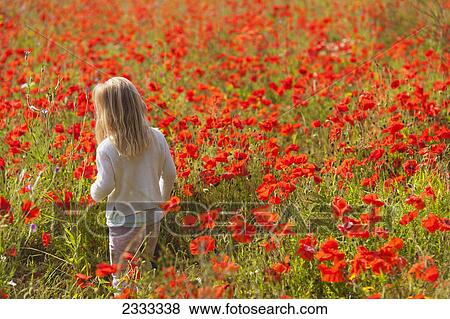 Young girl walking through poppy field near fulbourn; Cambridgeshire england View Large Photo Image Stock Photo - Young girl walking through poppy field near fulbourn; Cambridgeshire england. Fotosearch