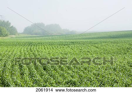 Young Wheat In Field, Saskatchewan, Canada View Large Photo Image Picture - Young Wheat In Field, Saskatchewan, Canada. Fotosearch