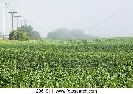 Young Wheat In Field, Saskatchewan, Canada View Large Photo Image Stock Image - Young Wheat In Field, Saskatchewan, Canada. Fotosearch