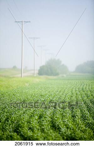 Young Wheat In Field, Saskatchewan, Canada View Large Photo Image Stock Photography - Young Wheat In Field, Saskatchewan, Canada. Fotosearch