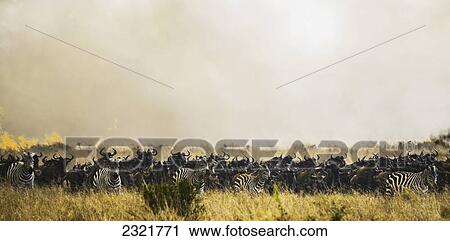 Stock Image - Zebras And Wildebeest In The Grass In The Maasai Mara National Reserve; Maasai Mara Kenya. Fotosearch
