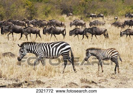 Zebras And Wildebeest In The Grass In The Maasai Mara National Reserve; Maasai Mara Kenya View Large Photo Image Stock Image - Zebras And Wildebeest In The Grass In The Maasai Mara National Reserve; Maasai Mara Kenya. Fotosearch