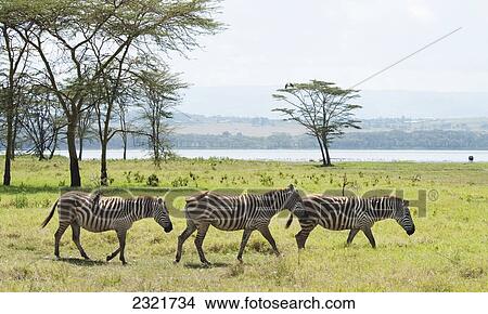 Picture - Zebras Roaming In A Field With A Lake In The Background In Lake Nakuru National Park; Kenya. Fotosearch
