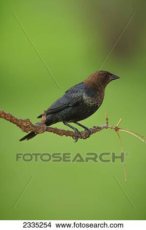 A bird on a tree branch against a green background; Ohio, United States of America View Large Photo Image Picture - A bird on a tree branch against a green background; Ohio, United States of America. Fotosearch