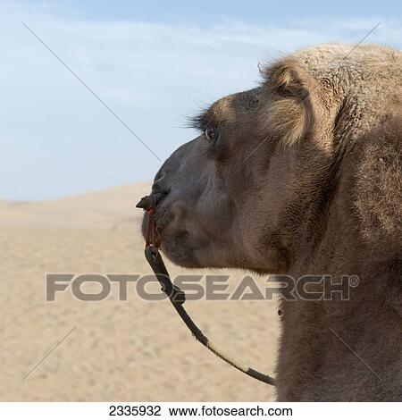 A camel on the sand View Large Photo Image Stock Image - A camel on the sand. Fotosearch