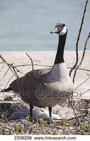 A Canada goose (Branta canadensis) standing over nest with eggs along bank of a canal; Port Colborne, Ontario, Canda View Large Photo Image Stock Photo - A Canada goose (Branta canadensis) standing over nest with eggs along bank of a canal; Port Colborne, Ontario, Canda. Fotosearch