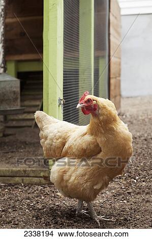Picture - A chicken outside it's coop; San Francisco, California, United States of America. Fotosearch