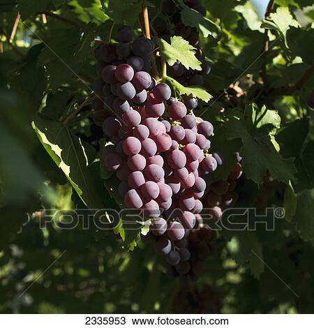 A cluster of grapes growing on a vine View Large Photo Image Stock Image - A cluster of grapes growing on a vine. Fotosearch