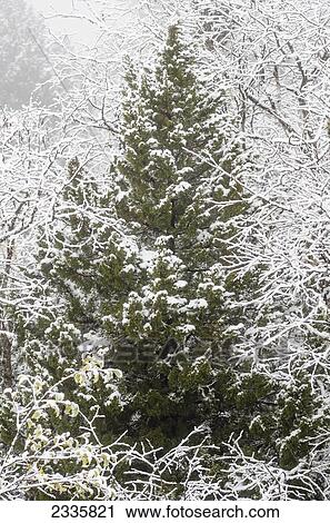 Stock Image - A coniferous and deciduous tree covered with snow in the fog. Fotosearch