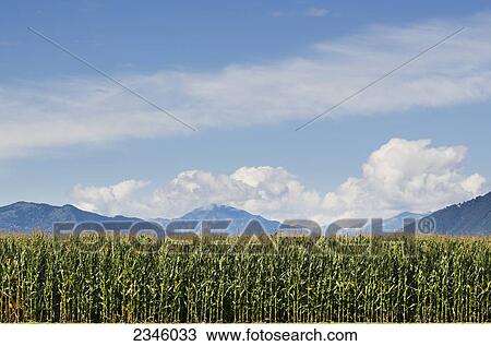 A corn field and the swiss alps in the background; Locarno, Ticino, Switzerland View Large Photo Image Stock Image - A corn field and the swiss alps in the background; Locarno, Ticino, Switzerland. Fotosearch