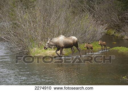 Stock Image - A cow moose leads her twin moose calves down a shallow stream in the Portage area of Southcentral Alaska, Spring. Fotosearch