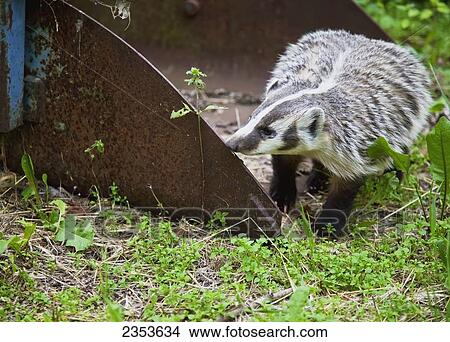 A curious American Badger (Taxidea taxus) wanders onto an Albertan farmstead; Alberta, Canada View Large Photo Image Picture - A curious American Badger (Taxidea taxus) wanders onto an Albertan farmstead; Alberta, Canada. Fotosearch