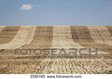 A cut rolling hill grain field with blue sky and cloud; Alberta, Canada View Large Photo Image Stock Image - A cut rolling hill grain field with blue sky and cloud; Alberta, Canada. Fotosearch