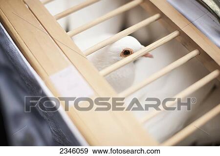 Stock Photo - A dove with its face visible through a wooden fenced opening in a box; California, United States of America. Fotosearch