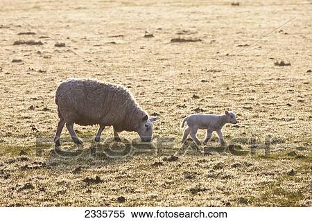 A ewe and lamb on a frosty field View Large Photo Image Stock Photography - A ewe and lamb on a frosty field. Fotosearch