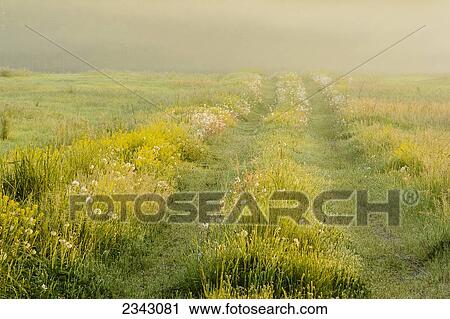 A farm lane through a field with fog at sunrise; Ohio, United States of America View Large Photo Image Stock Image - A farm lane through a field with fog at sunrise; Ohio, United States of America. Fotosearch