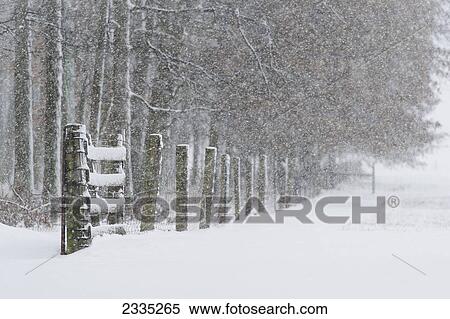 A fence along a forest and falling snow; Ohio, United States of America View Large Photo Image Stock Photography - A fence along a forest and falling snow; Ohio, United States of America. Fotosearch
