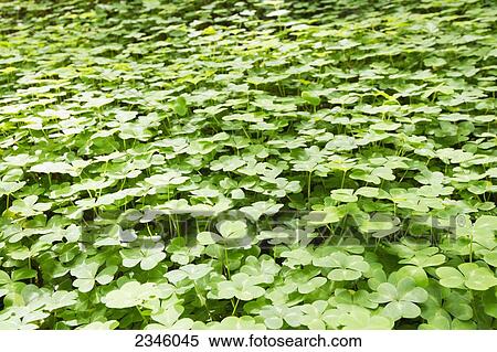 Stock Photography - A field of shamrock clovers; California, United States of America. Fotosearch
