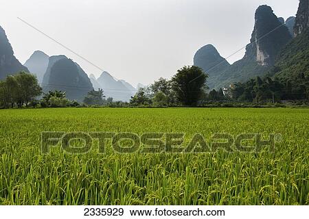 A field with a green crop and tall rock formations in a haze in the background View Large Photo Image Stock Photo - A field with a green crop and tall rock formations in a haze in the background. Fotosearch