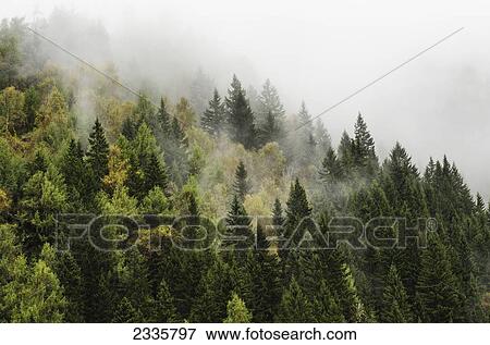Stock Photo - A forest shrouded in cloud. Fotosearch