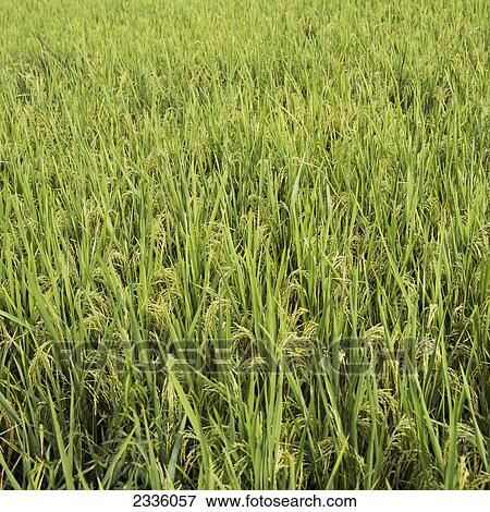A green crop growing in a field View Large Photo Image Stock Photo - A green crop growing in a field. Fotosearch