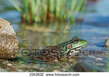 A green frog in a pond; Ontario, Canada View Large Photo Image Stock Image - A green frog in a pond; Ontario, Canada. Fotosearch